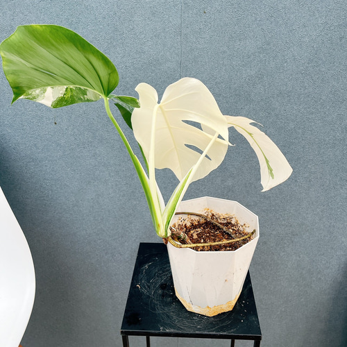 現品］【希少】☆フルムーン☆ 90番 モンステラ ボルシギアナ 6号