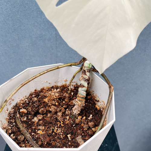 現品］【希少】☆フルムーン☆ 90番 モンステラ ボルシギアナ 6号