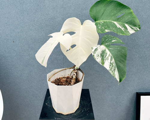 現品］【希少】☆フルムーン☆ 90番 モンステラ ボルシギアナ 6号