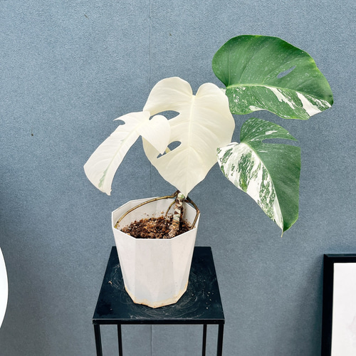 現品］【希少】☆フルムーン☆ 90番 モンステラ ボルシギアナ 6号