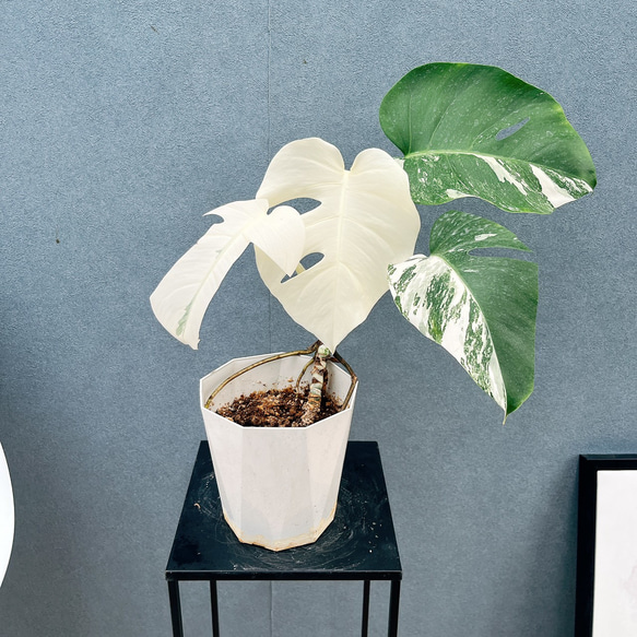 現品］【希少】☆フルムーン☆ 90番 モンステラ ボルシギアナ 6号