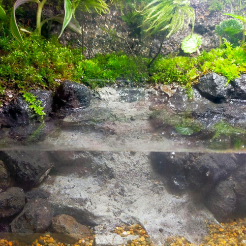 隠れ家付きコケのアクアテラリウム、観賞用や生体ケージに、カエル