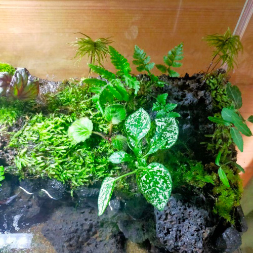 隠れ家付きコケのアクアテラリウム、観賞用や生体ケージ、カエル、イモリ、メダカ、亀 隠れ家付きコケのアクアテラリウム、観賞用や生体ケージに、カエル