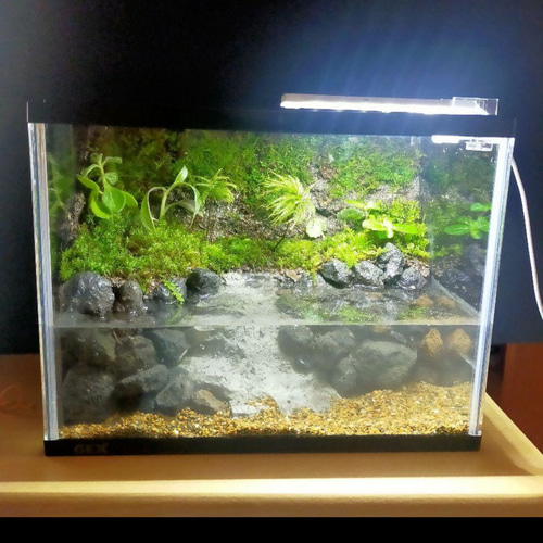 隠れ家付きコケのアクアテラリウム、観賞用や生体ケージ、カエル、イモリ、メダカ、亀 隠れ家付きコケのアクアテラリウム、観賞用や生体ケージに、カエル