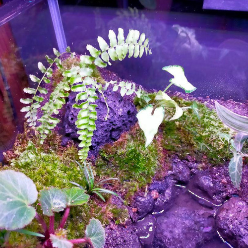 隠れ家付きコケのアクアテラリウム、観賞用や生体ケージに、カエル