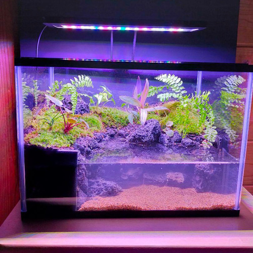 隠れ家付きコケのアクアテラリウム、観賞用や生体ケージ、カエル、イモリ、メダカ、亀 隠れ家付きコケのアクアテラリウム、観賞用や生体ケージに、カエル