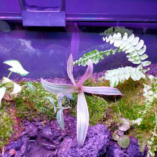 隠れ家付きコケのアクアテラリウム、観賞用や生体ケージ、カエル、イモリ、メダカ、亀 隠れ家付きコケのアクアテラリウム、観賞用や生体ケージに、カエル