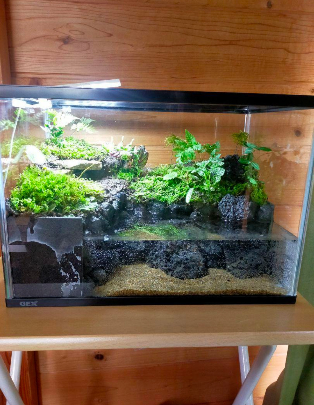 観葉植物のある天然ゴケの苔テラリウム、観賞用や生体ケージにも、イモリ・カエルなど