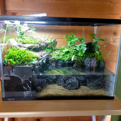 隠れ家つき自然の中の飼育箱、ケースの中の苔テラリウム ハウス・小屋