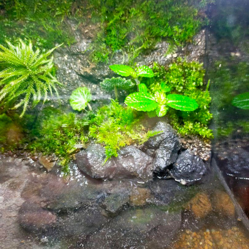 隠れ家付きコケのアクアテラリウム、観賞用や生体ケージ、カエル、イモリ、メダカ、亀 隠れ家付きコケのアクアテラリウム、観賞用や生体ケージに、カエル