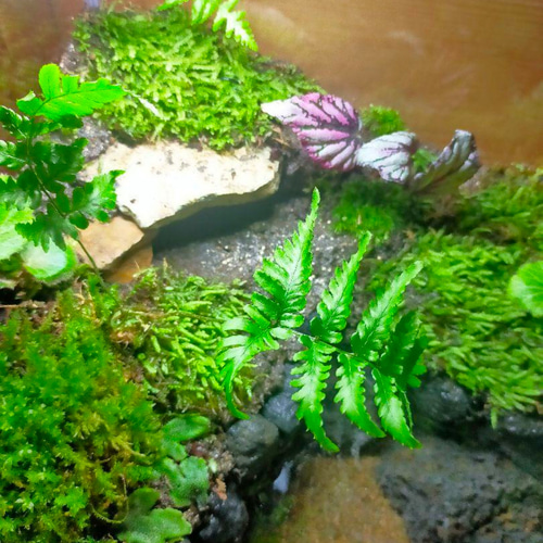 隠れ家付きコケのアクアテラリウム、観賞用や生体ケージに、カエル