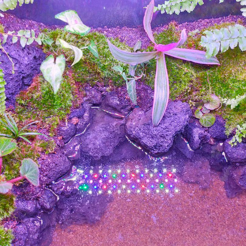 隠れ家付きコケのアクアテラリウム、観賞用や生体ケージに、カエル