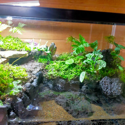 隠れ家付きコケのアクアテラリウム、観賞用や生体ケージに、カエル