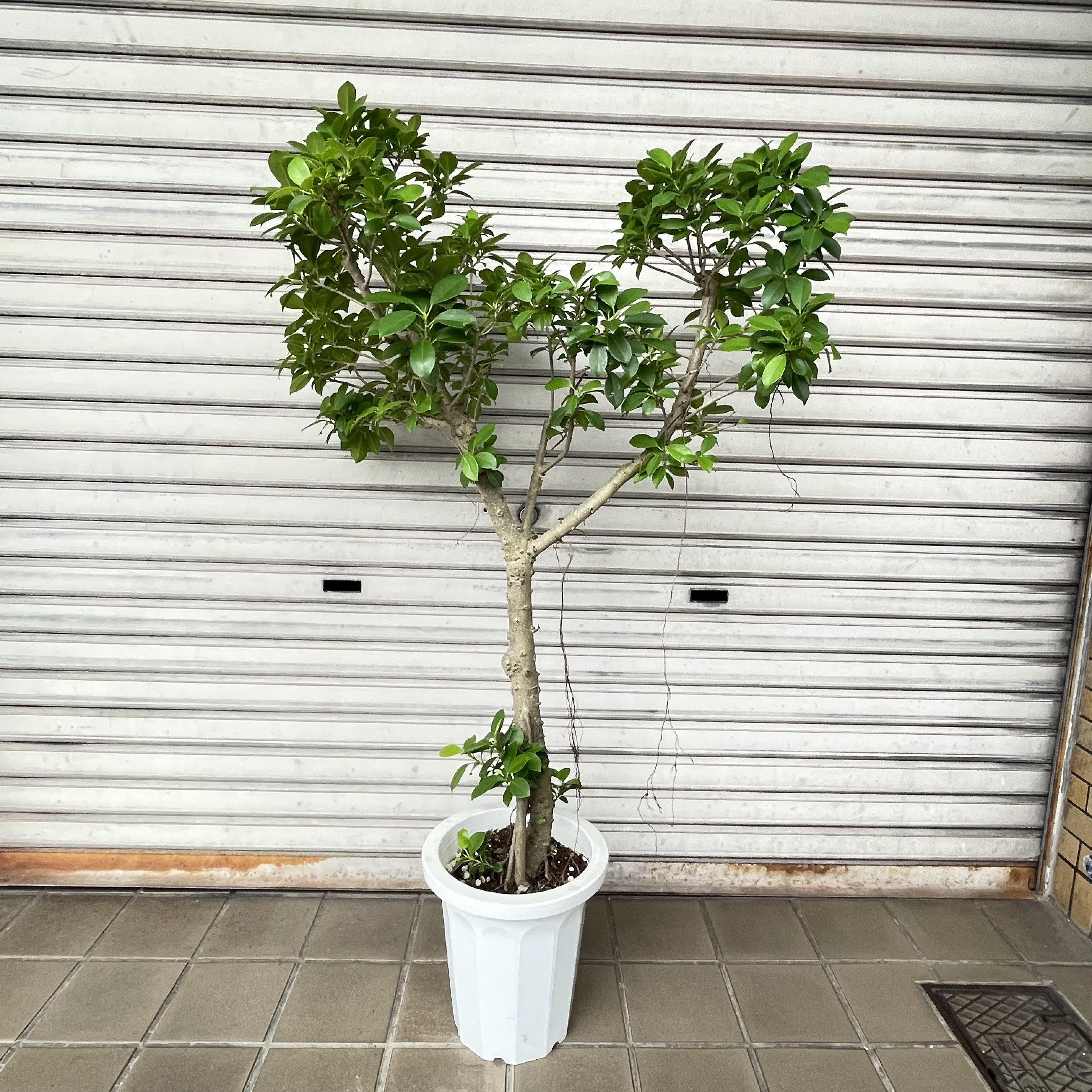 フィカス・ナナ 盆栽仕立て ハートシルエット 樹形美しい大株 観葉植物