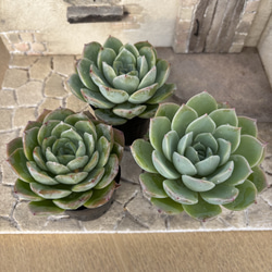 緑（グリーン） 多肉植物 のおすすめ人気通販｜Creema(クリーマ) 国内