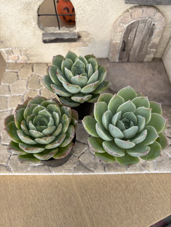 アップルグレース 多肉植物 エケベリア 園芸 多肉植物 SORA.IRO plant