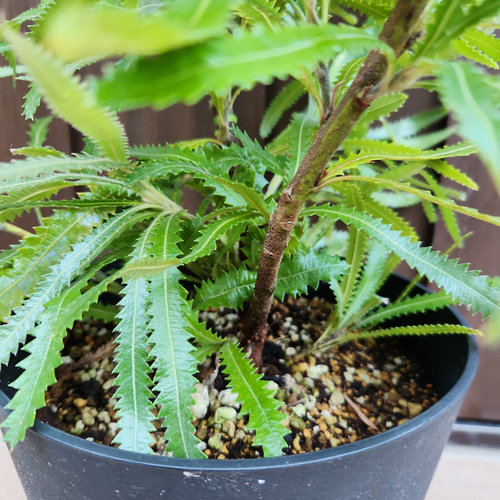 再販♡ ウォールムバンクシア アエムラ 鉢植え13 ネイティブフラワー