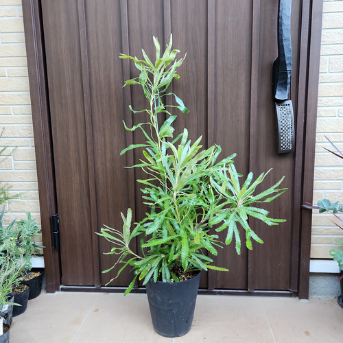 バンクシア　グランディス　鉢植え　苗　ワイルドフラワー　ドライガーデン バンクシア グランディス 鉢植え 苗 ワイルドフラワー ドライガーデン