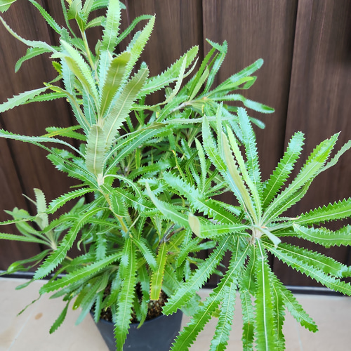 再販♡ ウォールムバンクシア アエムラ 鉢植え13 ネイティブフラワー