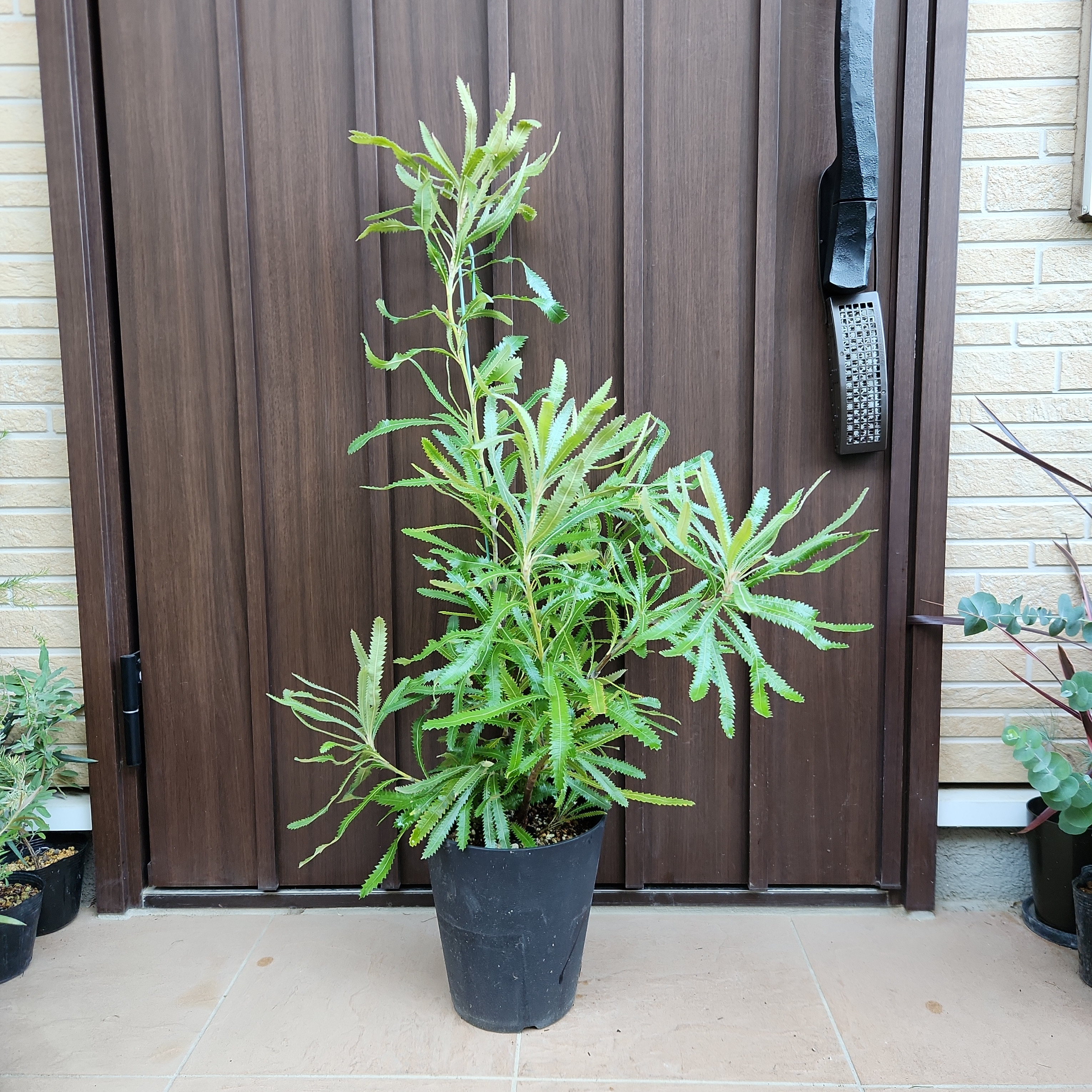 大きめ　ウォールムバンクシア　アエムラ　鉢植え　苗木　オージープランツ 再販♡ ウォールムバンクシア アエムラ 鉢植え13 ネイティブフラワー