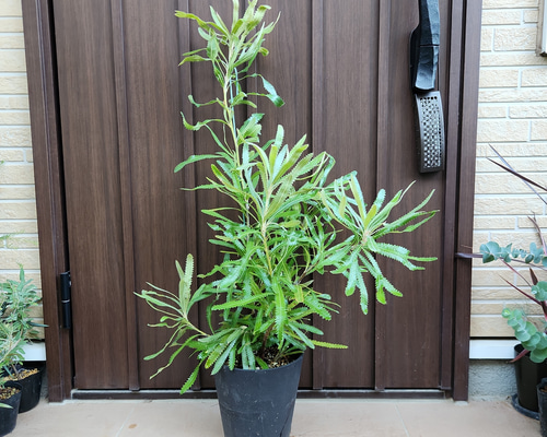 再販♡ ウォールムバンクシア アエムラ 鉢植え13 ネイティブフラワー