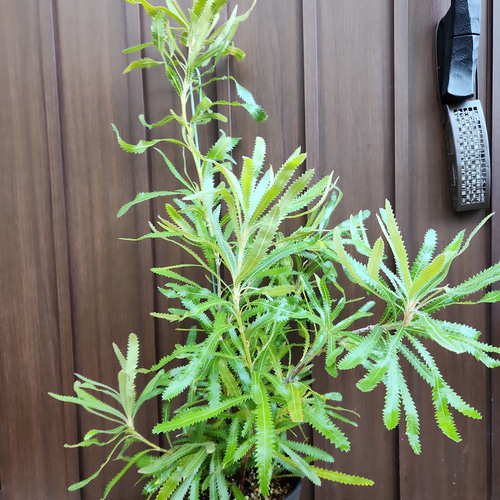 再販♡ ウォールムバンクシア アエムラ 鉢植え13 ネイティブフラワー