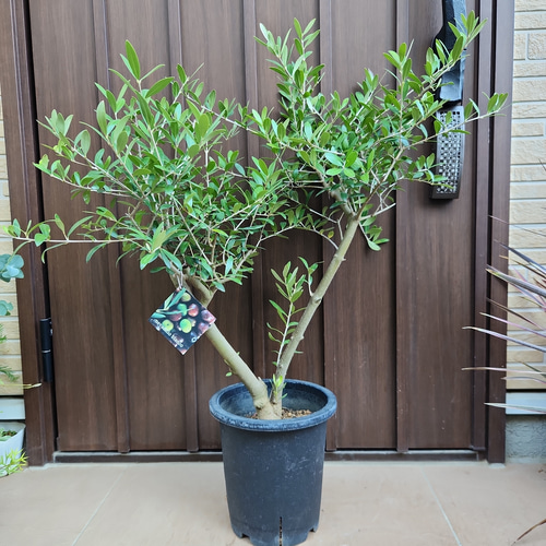 Souju 創樹　オリーブ ネバディロブランコ　鉢植え　ボリューム　美樹形 Souju 創樹 オリーブ ネバディロブランコ 鉢植え 太幹 シンボルツリー