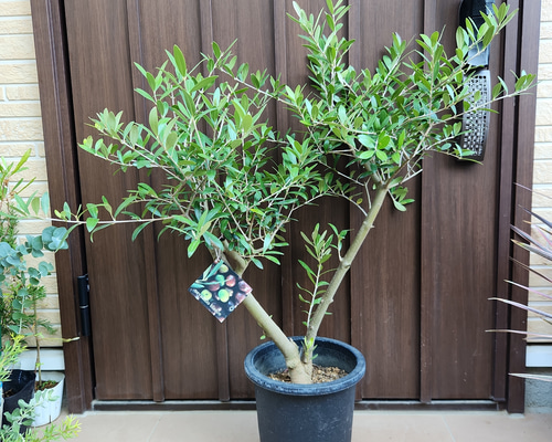 Souju 創樹 オリーブ ネバディロブランコ 鉢植え 太幹 シンボルツリー