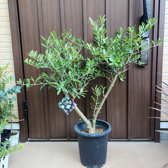 Souju 創樹 オリーブ ネバディロブランコ 鉢植え 太幹 シンボルツリー