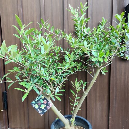 Souju 創樹 オリーブ ネバディロブランコ 鉢植え 太幹 シンボルツリー