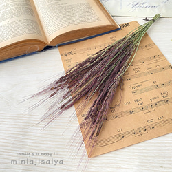 北海道産 秋色みなづきあじさい小輪パック ドライフラワー ＜アジサイ