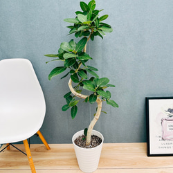 現品］【希少】美株！ サンセベリア バイビット 観葉植物 室内 レア