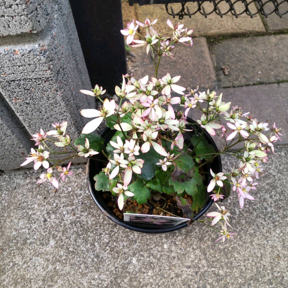 珍品大文字草 A【口紅 大株】 滝の様に咲き誇る 日毎に花色変化 移り