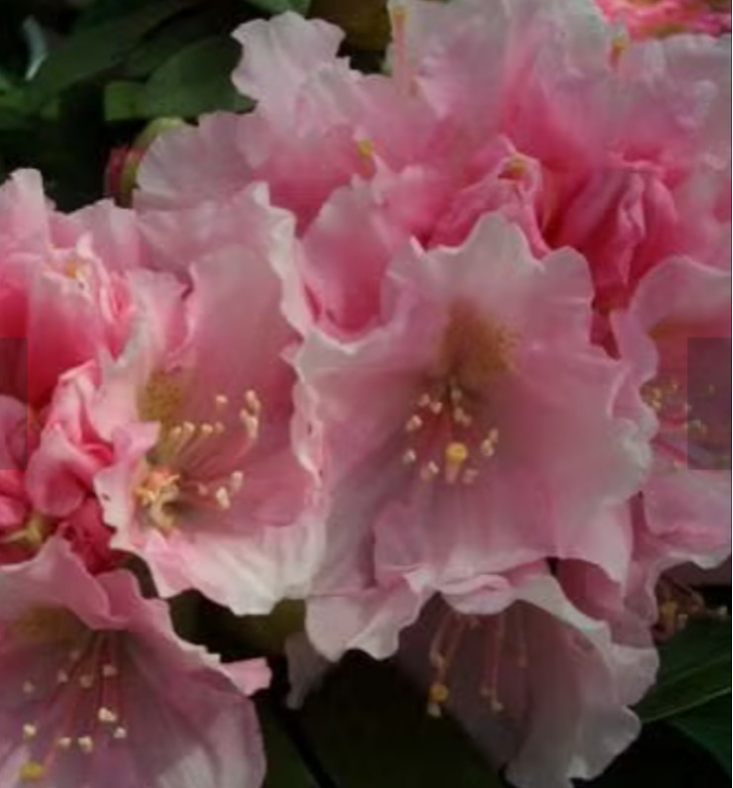 石楠花【ドッグ⠀】群生の見事さ！豪華だか趣のある落ち着いた花 ラスト苗 5,199円