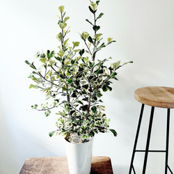 【一点限定】ドラセナ ヴィクトリア Lサイズ 透き通るような美しさ 観葉植物 一点限定】ドラセナ ヴィクトリア Lサイズ 透き通るような美しさ