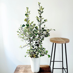 希少》サンスベリア タイハイブリッド Sサイズ 観葉植物 calm cafe