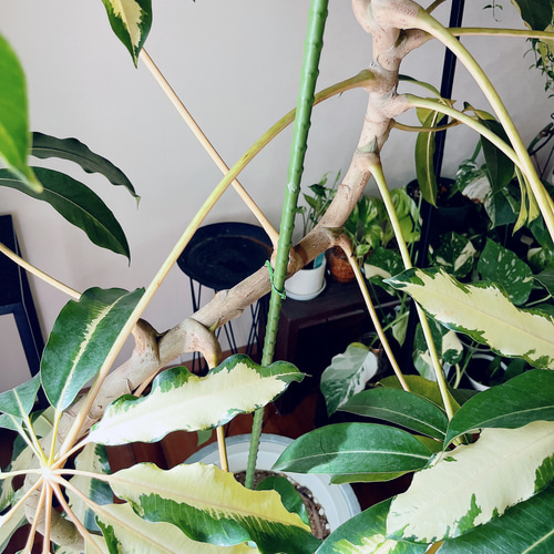 Premium Plants】斑入り ツピタンサス ゴールデンキング 曲がり その他