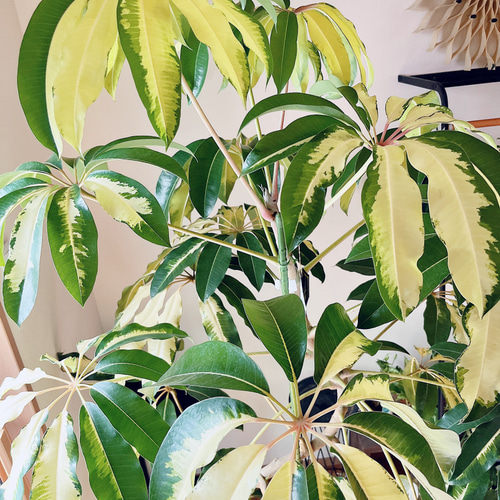 Premium Plants】斑入り ツピタンサス ゴールデンキング 曲がり その他