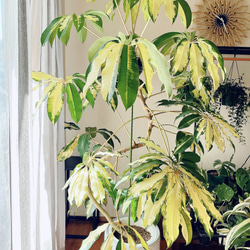 【一点限定】ドラセナ ヴィクトリア Lサイズ 透き通るような美しさ 観葉植物 一点限定】ドラセナ ヴィクトリア Lサイズ 透き通るような美しさ