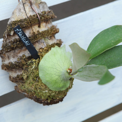 P.willinckii 'Celso Tatsuta】子株 セルソ タツタ No.802 その他