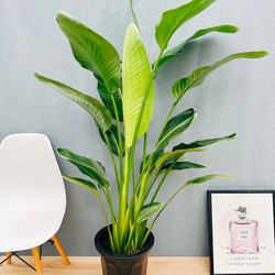 現品］【希少】2番 エピプレムヌム ピナツム セブブルー 8号