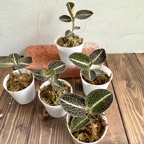 ジュエルオーキッド』アノエクトチラス・ロクスバーギー・GB☆宝石蘭