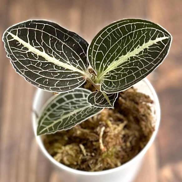 ジュエルオーキッド』アノエクトチラス・ロクスバーギー・GB☆宝石蘭