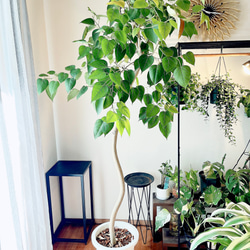 フィカス ランフィ インドボダイジュ派生 希少種 新芽が赤い ハート