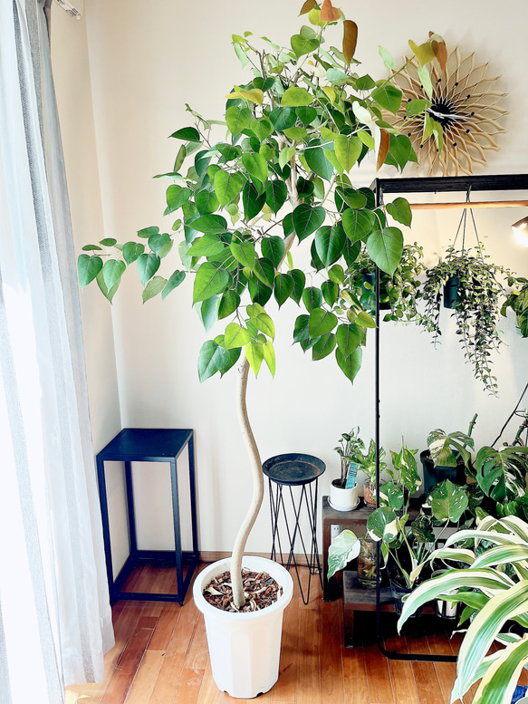 フィカス ランフィー（ルンフィー）斑入り フィカス ランフィー斑入り