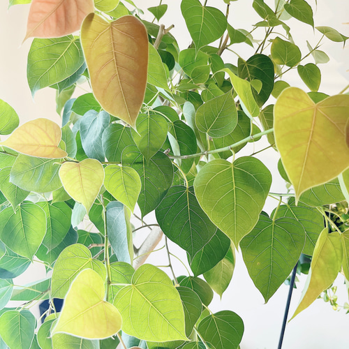 フィカス ランフィ インドボダイジュ派生 希少種 新芽が赤い ハート