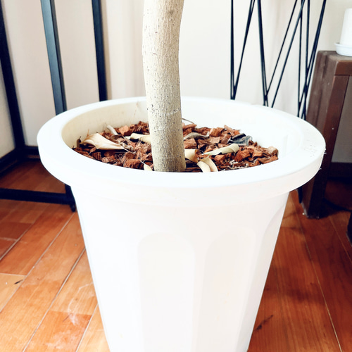 フィカス ランフィ インドボダイジュ派生 希少種 新芽が赤い ハート