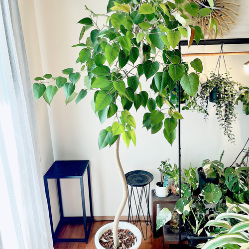 フィカス ランフィ インドボダイジュ派生 希少種 新芽が赤い ハート