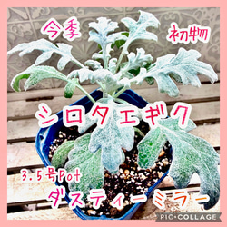 八重咲きローマン　苗　ダブルフラワーカモミール　4号サイズ　カモミール 八重咲きローマン 苗 ダブルフラワーカモミール 4号サイズ カモミール