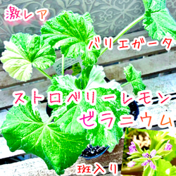 八重咲きローマン 苗 ダブルフラワーカモミール 3.号 元苗 カモミール